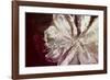 Eclatement Passionnel-Clotilde Ancarani-Framed Art Print