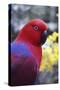 Eclectus Parrot Female-null-Stretched Canvas