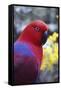 Eclectus Parrot Female-null-Framed Stretched Canvas