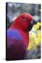 Eclectus Parrot Female-null-Stretched Canvas