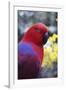 Eclectus Parrot Female-null-Framed Photographic Print