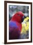 Eclectus Parrot Female-null-Framed Photographic Print