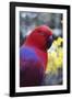 Eclectus Parrot Female-null-Framed Photographic Print