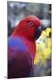 Eclectus Parrot Female-null-Mounted Photographic Print