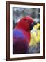 Eclectus Parrot Female-null-Framed Photographic Print