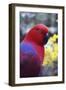 Eclectus Parrot Female-null-Framed Photographic Print