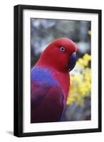 Eclectus Parrot Female-null-Framed Photographic Print