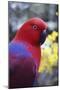 Eclectus Parrot Female-null-Mounted Photographic Print