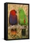 Eclectus Parrot Pair-null-Framed Stretched Canvas