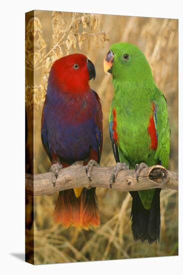 Eclectus Parrot Pair-null-Stretched Canvas