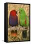 Eclectus Parrot Pair-null-Framed Stretched Canvas