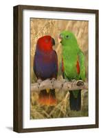 Eclectus Parrot Pair-null-Framed Photographic Print