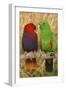 Eclectus Parrot Pair-null-Framed Photographic Print