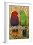 Eclectus Parrot Pair-null-Framed Photographic Print