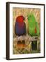 Eclectus Parrot Pair-null-Framed Photographic Print