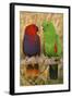 Eclectus Parrot Pair-null-Framed Photographic Print