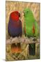 Eclectus Parrot Pair-null-Mounted Photographic Print