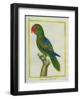 Eclectus Parrot-Georges-Louis Buffon-Framed Premium Giclee Print