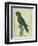 Eclectus Parrot-Georges-Louis Buffon-Framed Premium Giclee Print