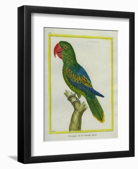 Eclectus Parrot-Georges-Louis Buffon-Framed Premium Giclee Print