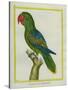 Eclectus Parrot-Georges-Louis Buffon-Stretched Canvas