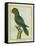Eclectus Parrot-Georges-Louis Buffon-Framed Stretched Canvas