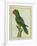 Eclectus Parrot-Georges-Louis Buffon-Framed Giclee Print