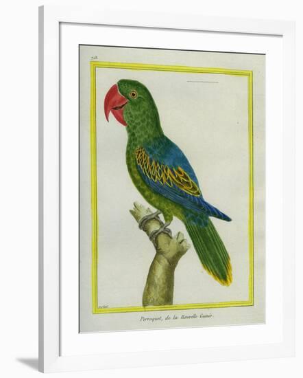 Eclectus Parrot-Georges-Louis Buffon-Framed Giclee Print