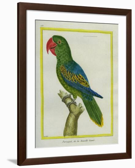 Eclectus Parrot-Georges-Louis Buffon-Framed Giclee Print