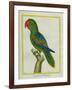 Eclectus Parrot-Georges-Louis Buffon-Framed Giclee Print