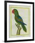 Eclectus Parrot-Georges-Louis Buffon-Framed Giclee Print