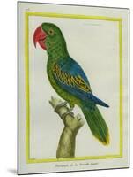 Eclectus Parrot-Georges-Louis Buffon-Mounted Giclee Print