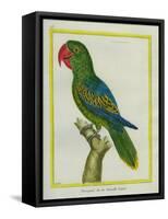 Eclectus Parrot-Georges-Louis Buffon-Framed Stretched Canvas