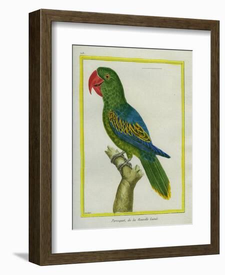 Eclectus Parrot-Georges-Louis Buffon-Framed Giclee Print