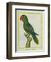 Eclectus Parrot-Georges-Louis Buffon-Framed Giclee Print