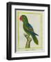 Eclectus Parrot-Georges-Louis Buffon-Framed Giclee Print