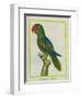 Eclectus Parrot-Georges-Louis Buffon-Framed Giclee Print