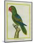 Eclectus Parrot-Georges-Louis Buffon-Mounted Giclee Print