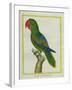 Eclectus Parrot-Georges-Louis Buffon-Framed Giclee Print