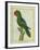 Eclectus Parrot-Georges-Louis Buffon-Framed Giclee Print