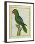 Eclectus Parrot-Georges-Louis Buffon-Framed Giclee Print