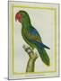 Eclectus Parrot-Georges-Louis Buffon-Mounted Giclee Print