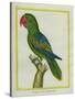 Eclectus Parrot-Georges-Louis Buffon-Stretched Canvas