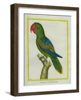 Eclectus Parrot-Georges-Louis Buffon-Framed Giclee Print