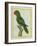 Eclectus Parrot-Georges-Louis Buffon-Framed Giclee Print