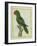 Eclectus Parrot-Georges-Louis Buffon-Framed Giclee Print