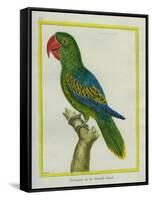 Eclectus Parrot-Georges-Louis Buffon-Framed Stretched Canvas