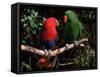 Eclectus Parrots: Male (Right) and Female (Left)-Lynn M. Stone-Framed Stretched Canvas