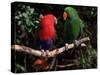 Eclectus Parrots: Male (Right) and Female (Left)-Lynn M. Stone-Stretched Canvas