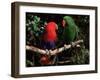 Eclectus Parrots: Male (Right) and Female (Left)-Lynn M. Stone-Framed Photographic Print